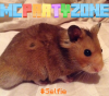 hipsterhamster.png