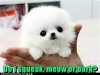 CutestCatInWorld.jpg