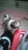 mms_img-9816670843.jpg