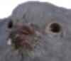 borbi.PNG