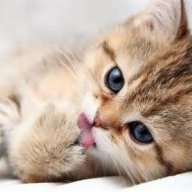 Kit__Kat