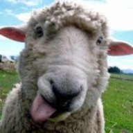 Sheeep