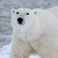 Earth_Bear