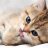Kit__Kat