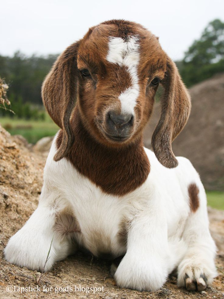 1a88ceebdd1bfdc085065401cb57b423--kid-goats-cute-goat.jpg