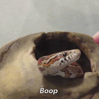 tumblr_o9thh51vA71tlgteqo1_400.gif