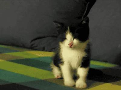 tumblr_mwc05dziWs1sy1hijo1_400.gif