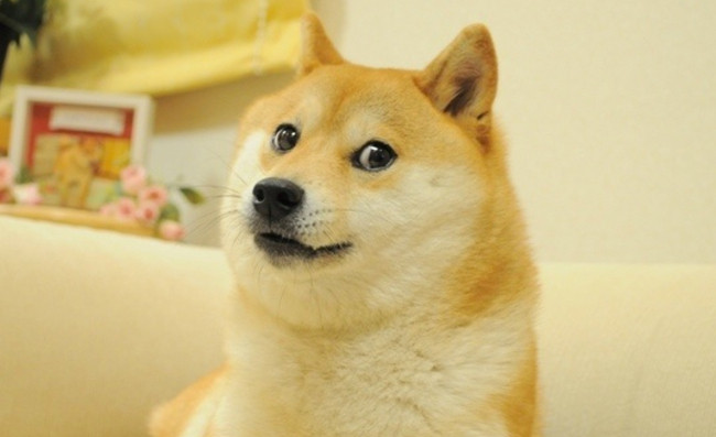doge.jpg