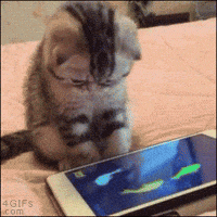 200w.gif