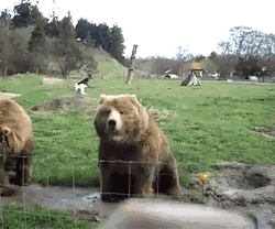d5eacffecd59b12b31cb4058f10757cb.gif