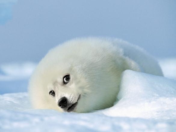 Doge-Is-a-Seal-Snake-Slithering-The-Snow.jpg